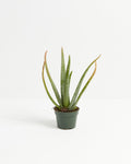 Aloe Vera Plant