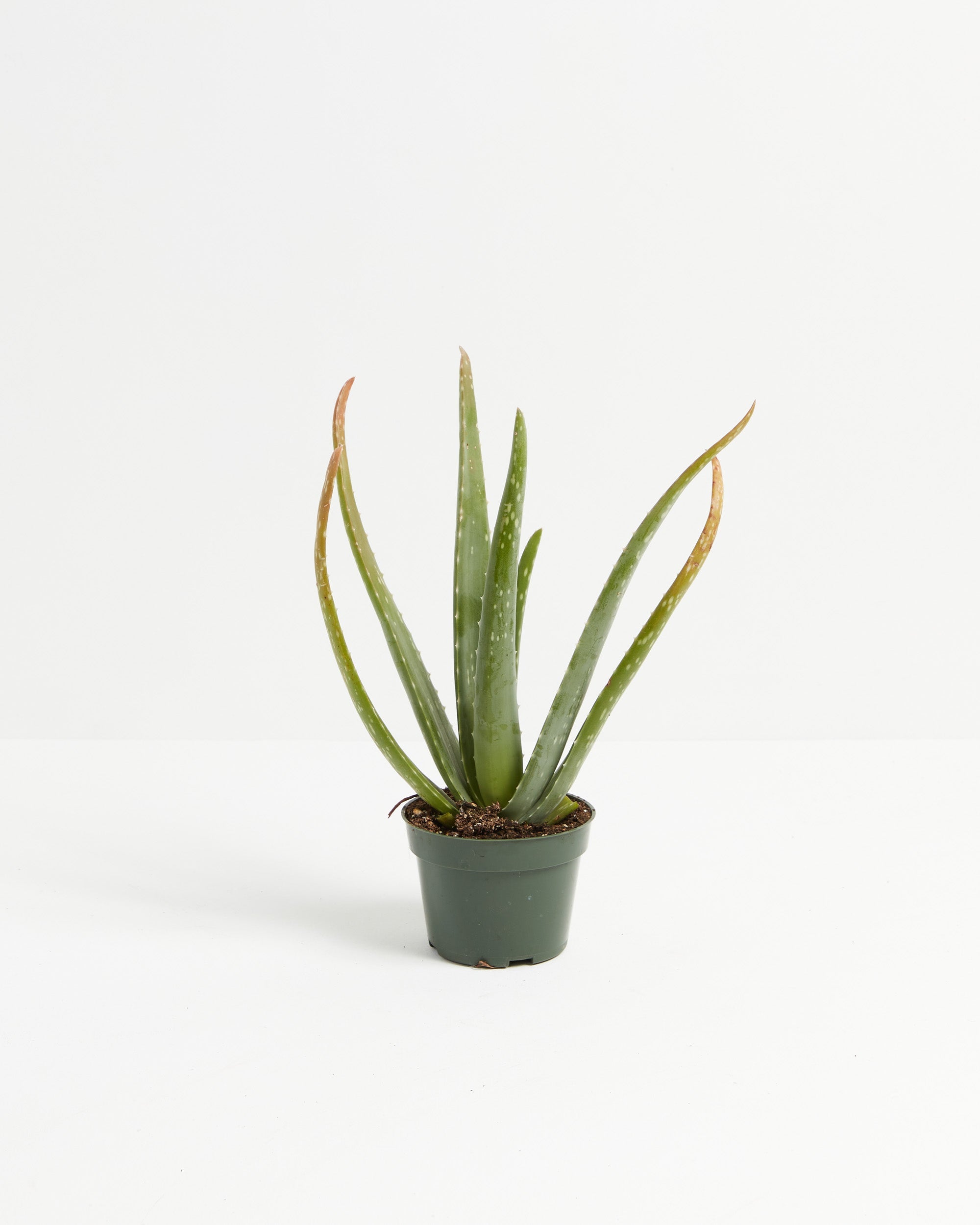 Aloe Vera Plant