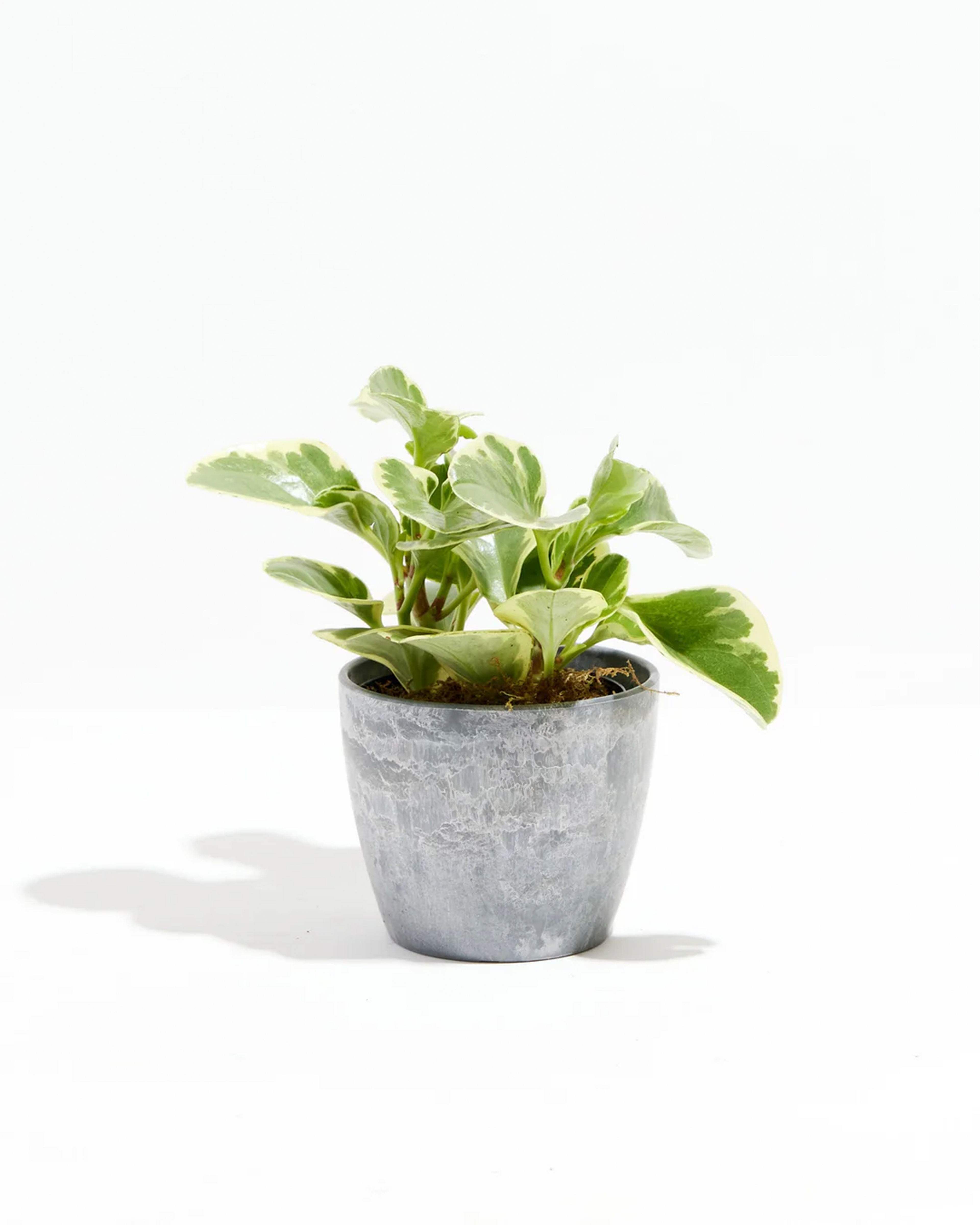 Baby Rubber Plant (Variegated Peperomia)