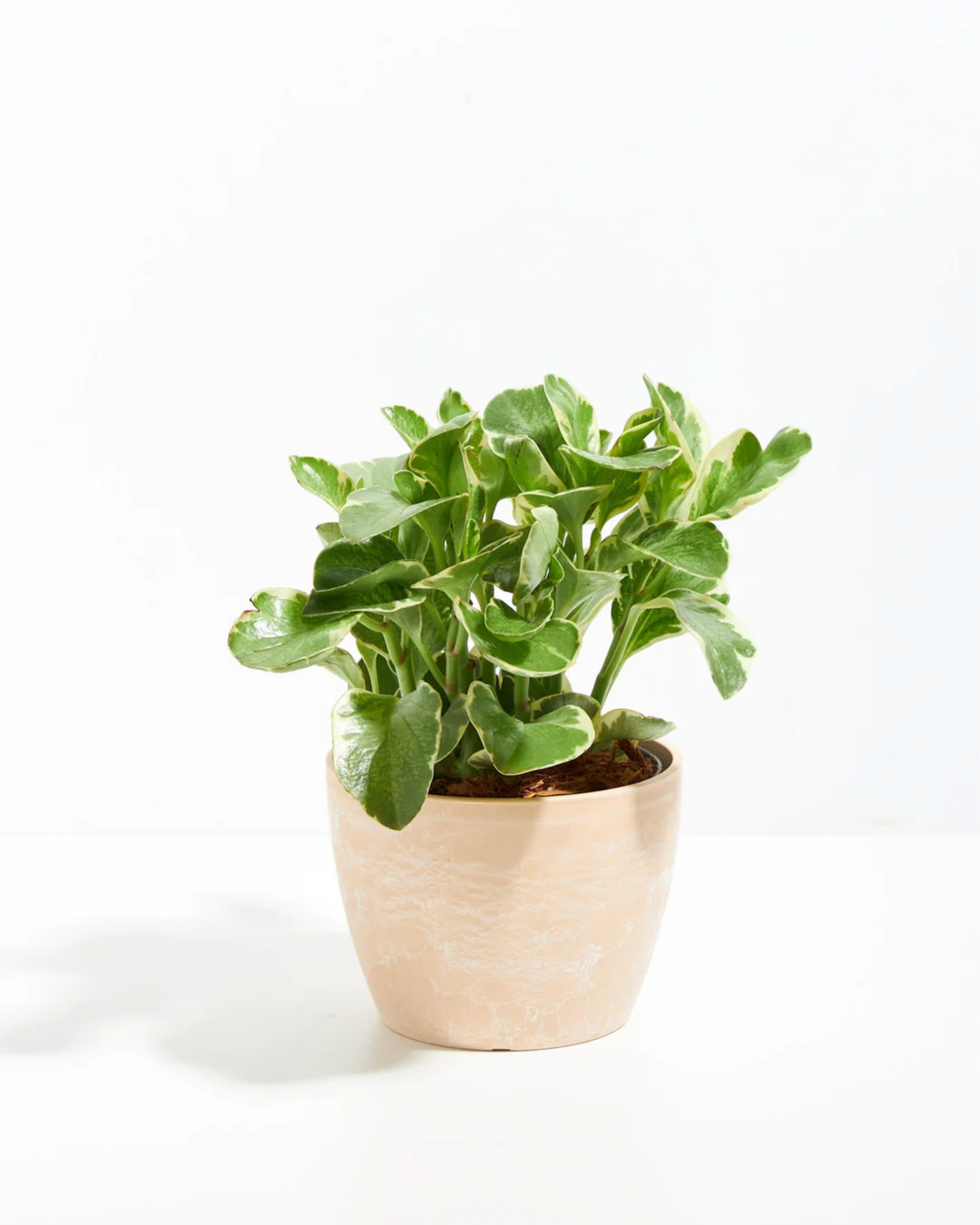 Baby Rubber Plant (Variegated Peperomia)