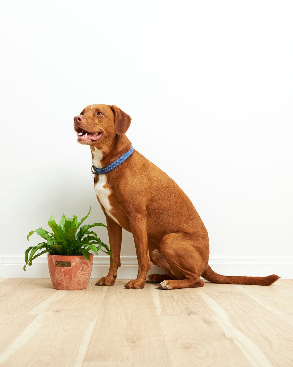 Bird's Nest Fern