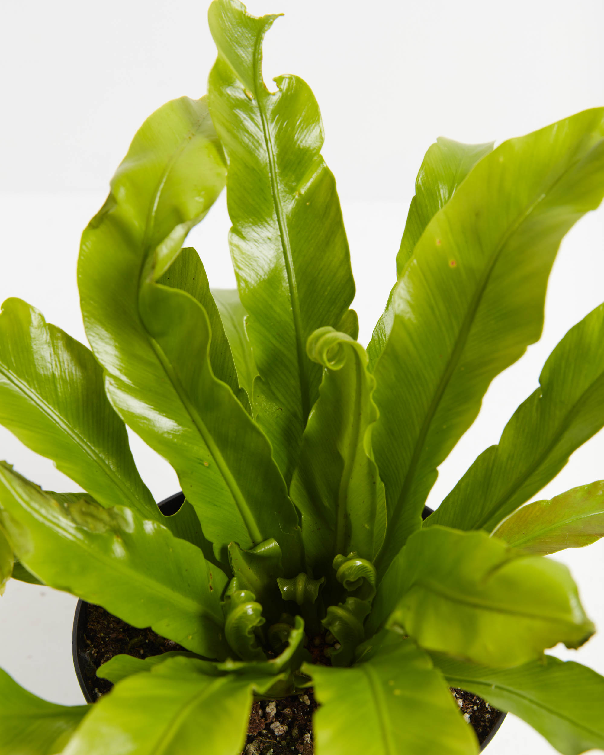 Bird's Nest Fern