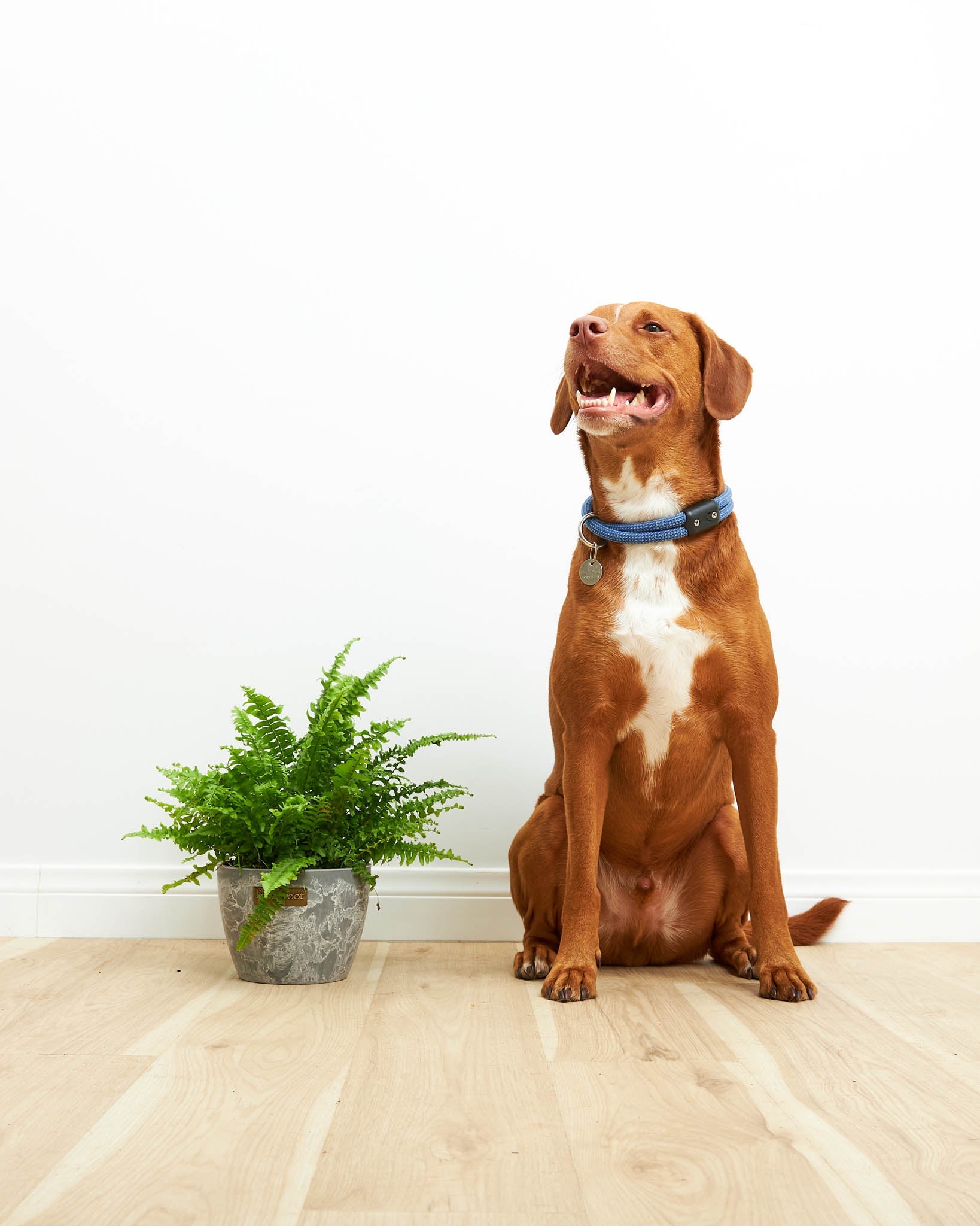 Boston Fern Plant