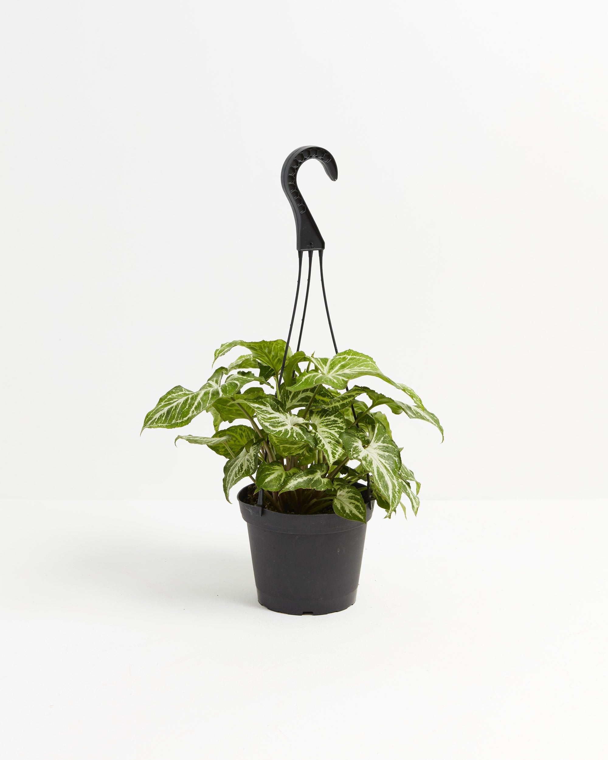 Syngonium White Butterfly