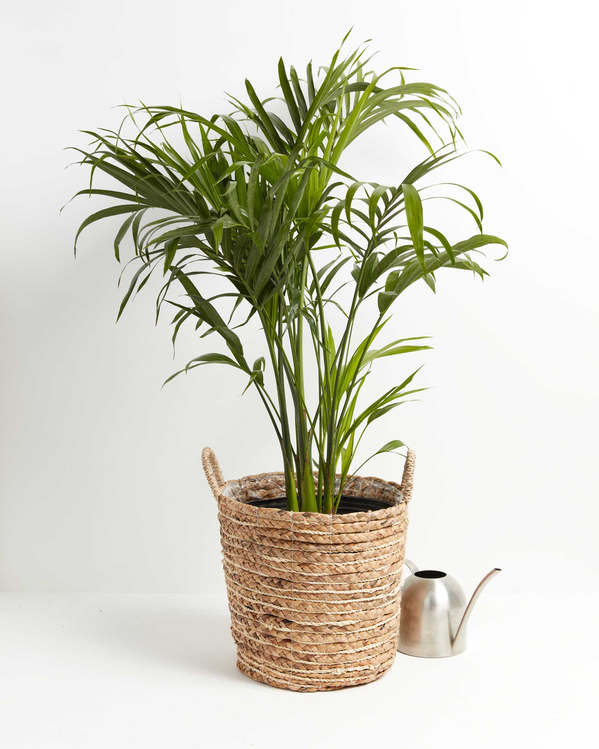 Cat Palm