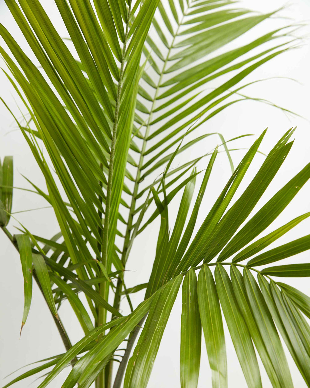 Cat Palm