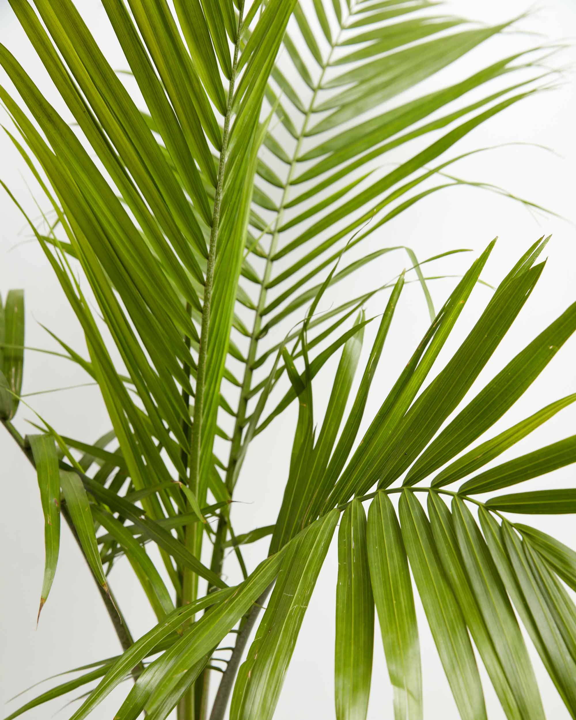 Cat Palm