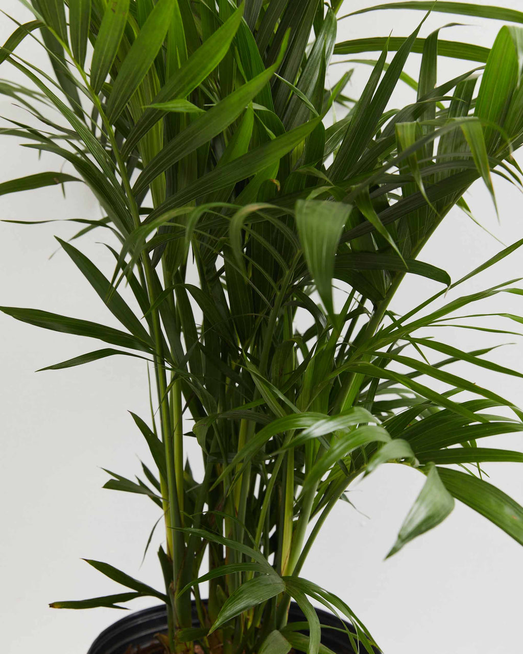 Cat Palm