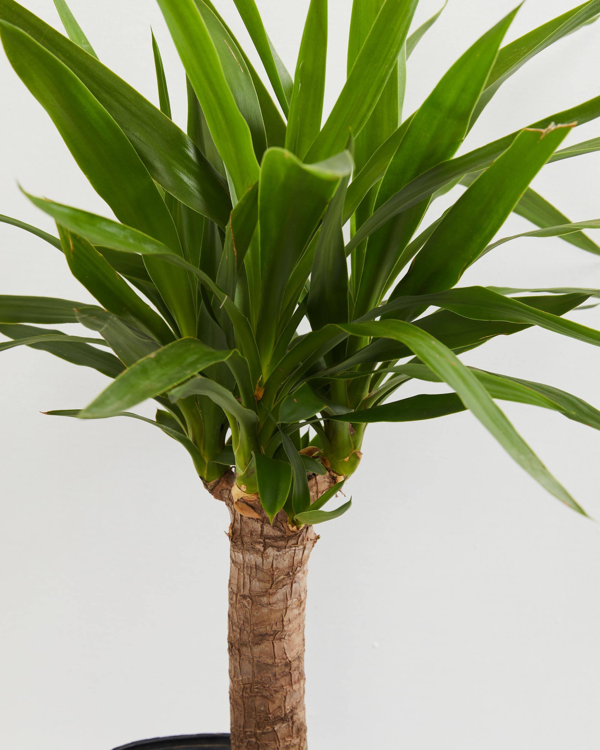 Yucca Cane Plant