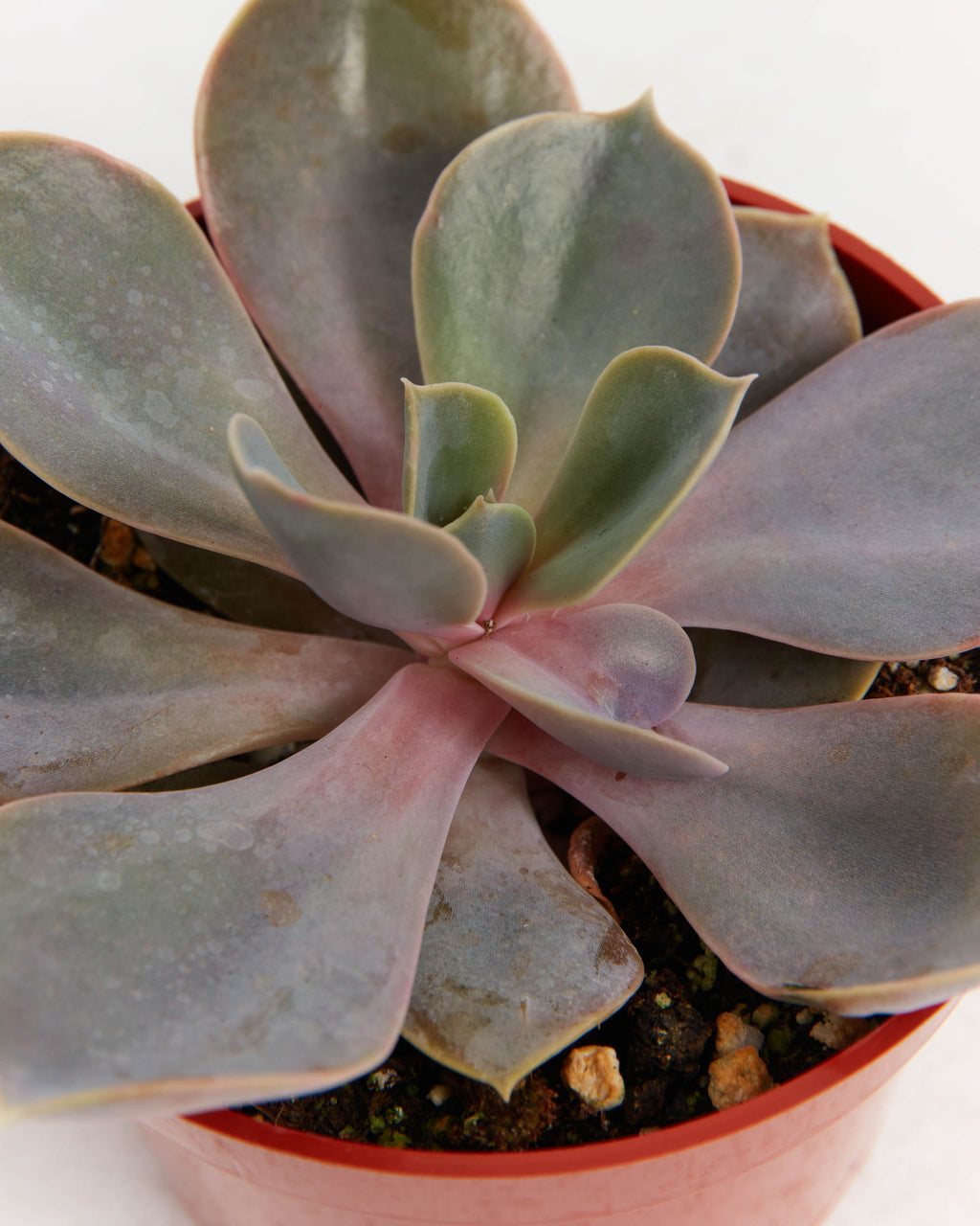 Echeveria Elegans