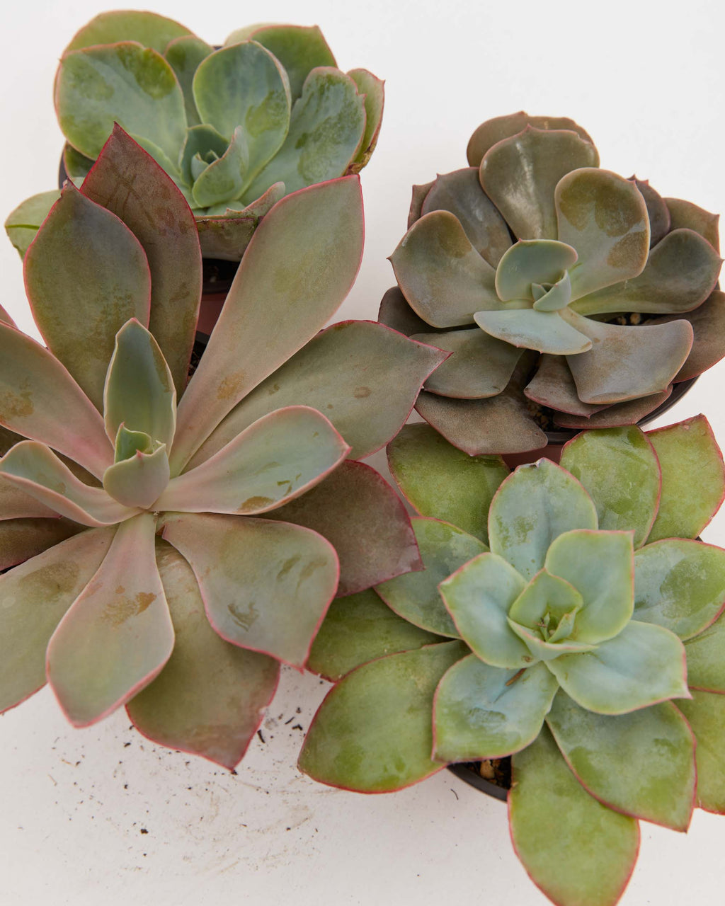 Echeveria Elegans