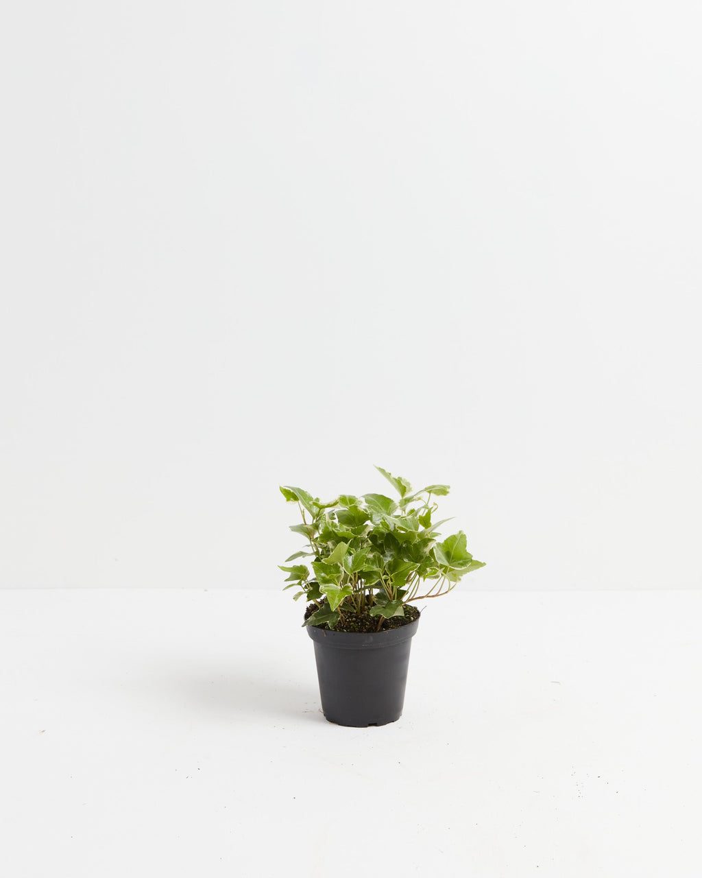 English Ivy Plant (Hedera helix)