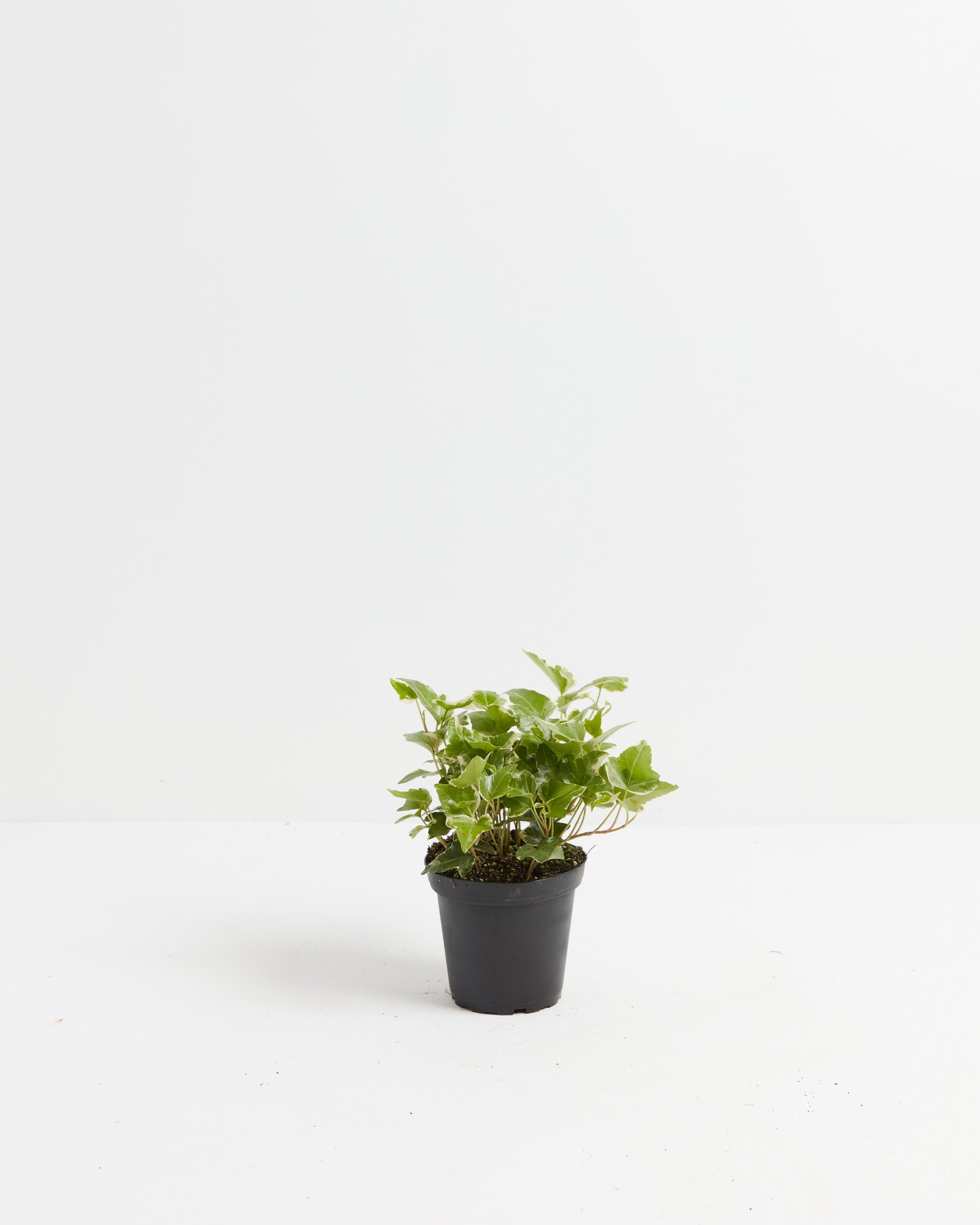 English Ivy Plant (Hedera helix)