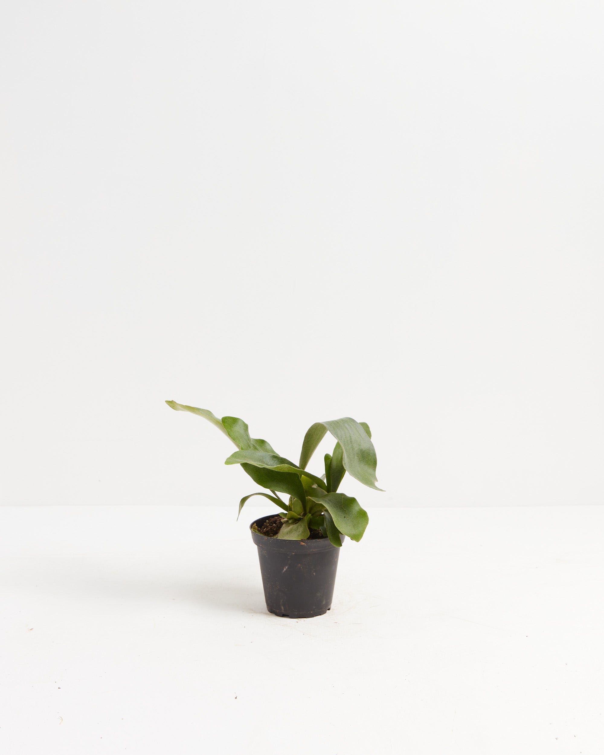 Staghorn Fern