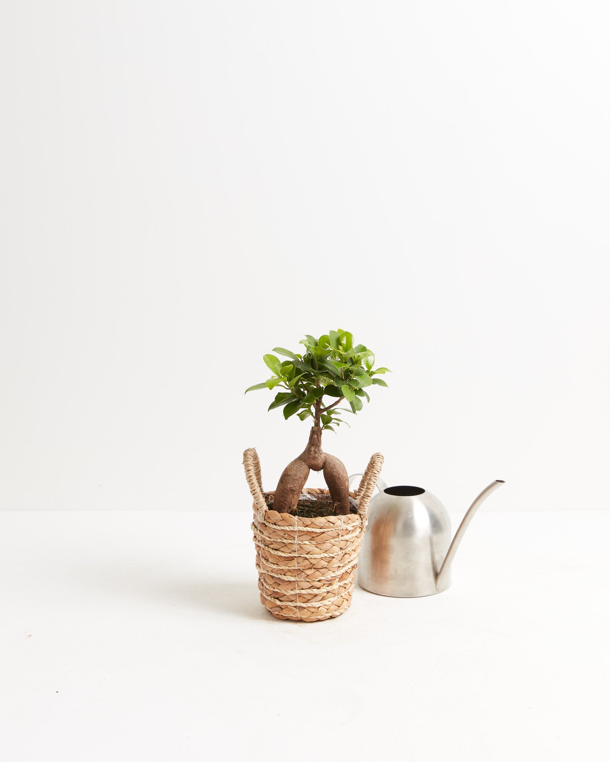 Ficus Ginseng