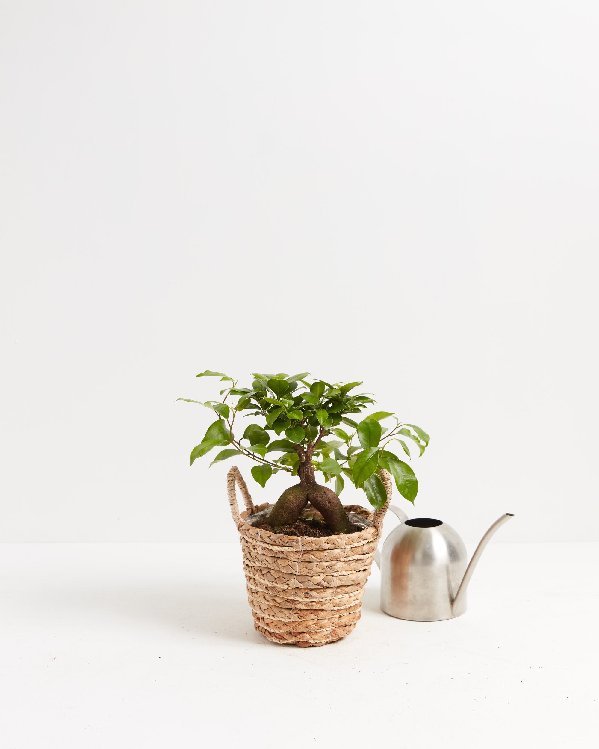 Ficus Ginseng
