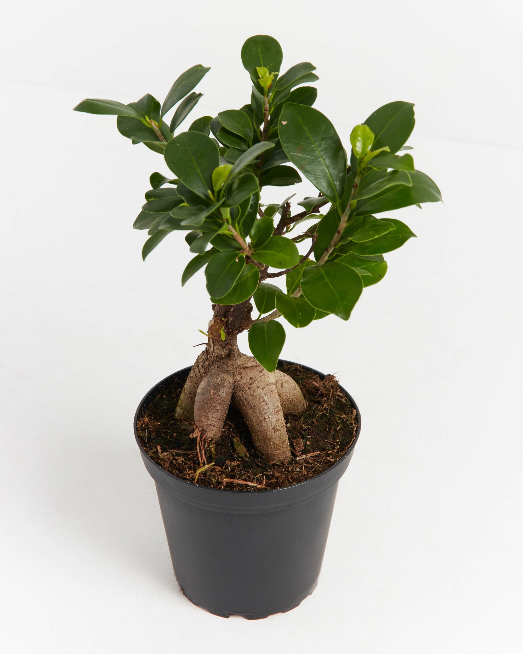 Ficus Ginseng