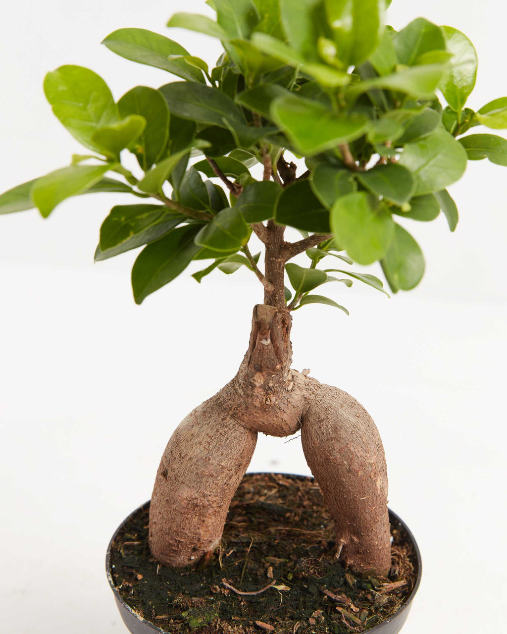 Ficus Ginseng