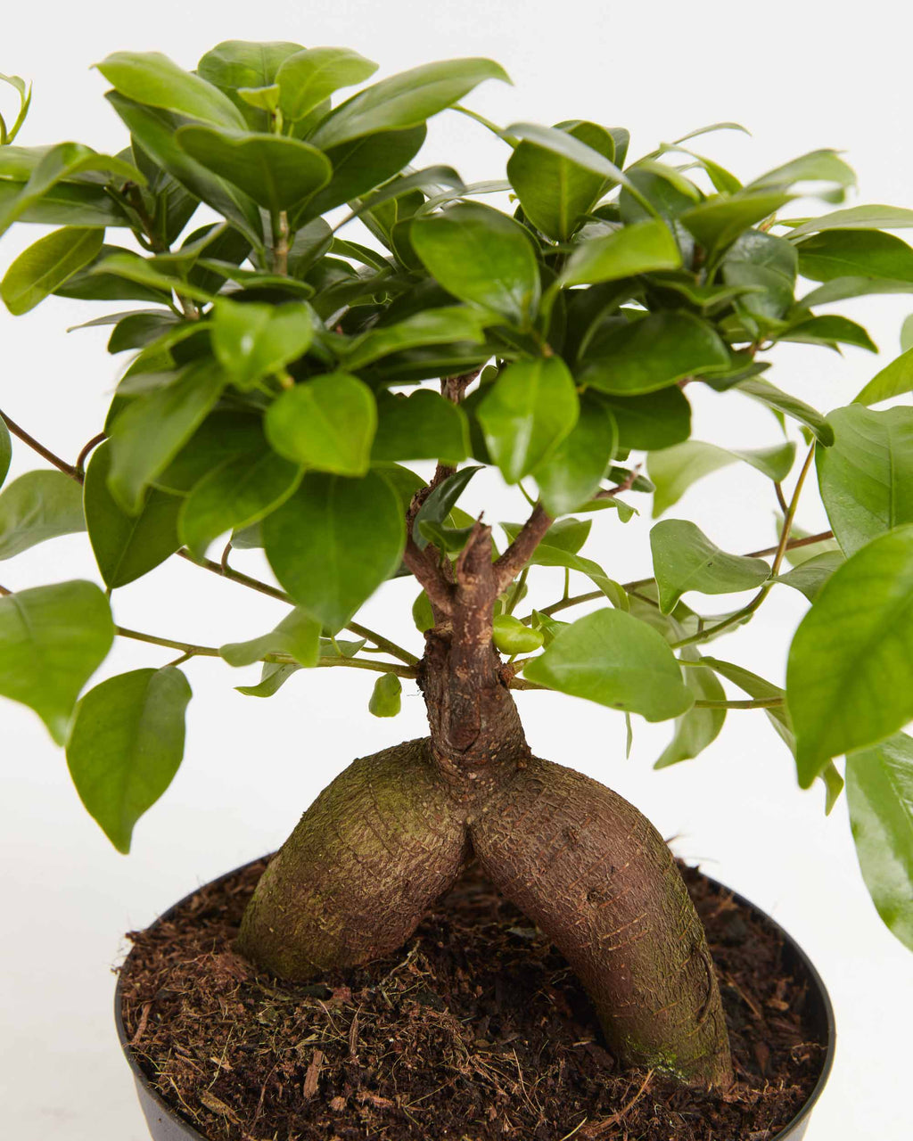 Ficus Ginseng
