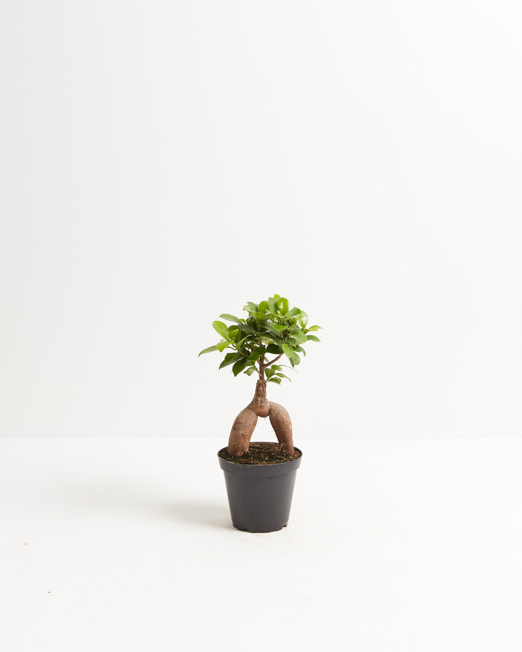Ficus Ginseng
