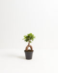 Ficus Ginseng