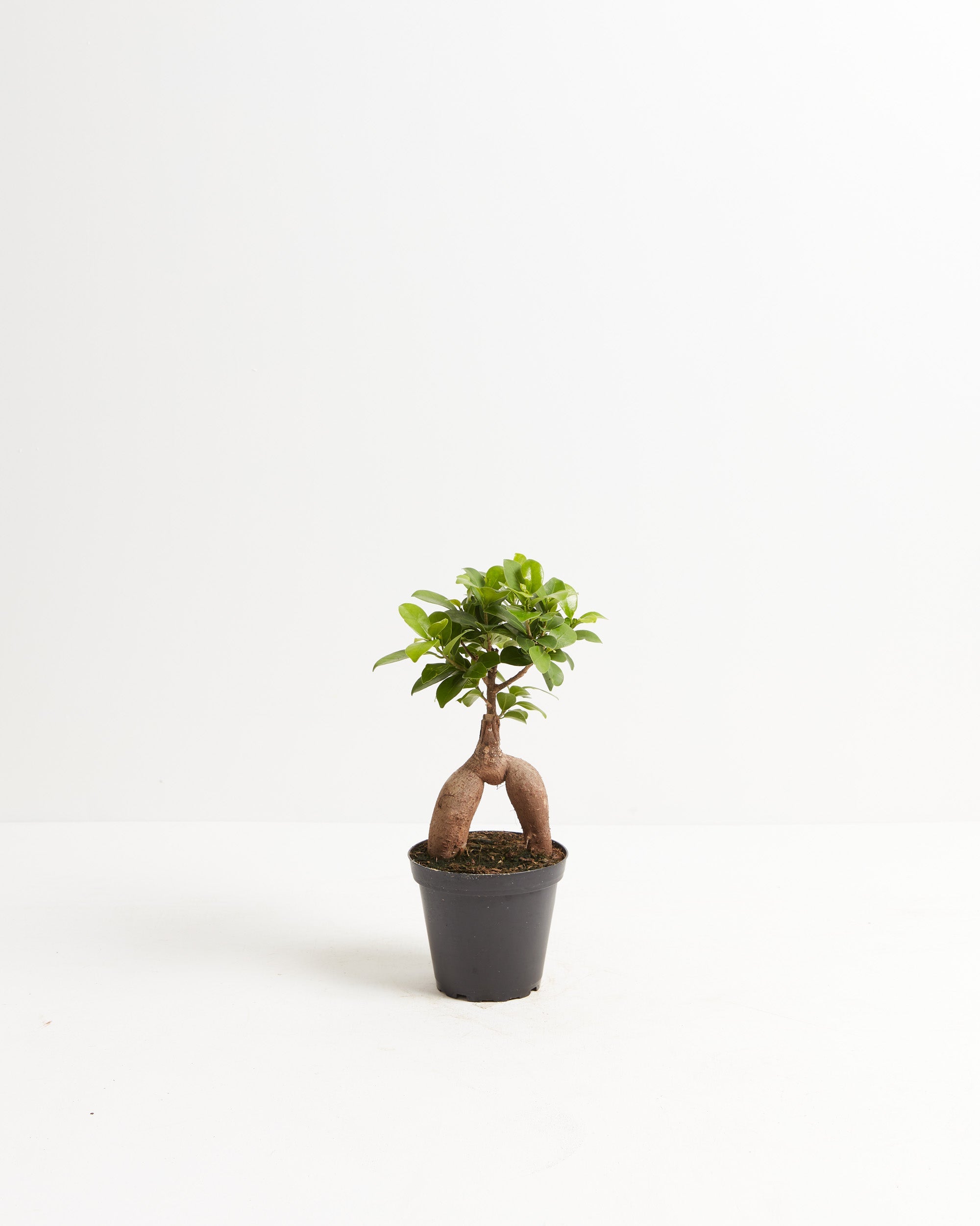 Ficus Ginseng