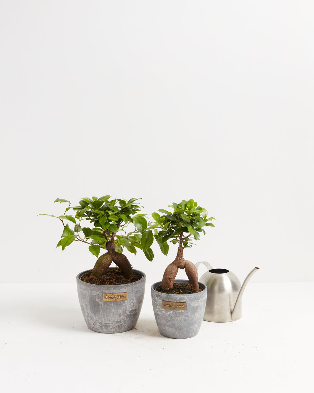 Ficus Ginseng