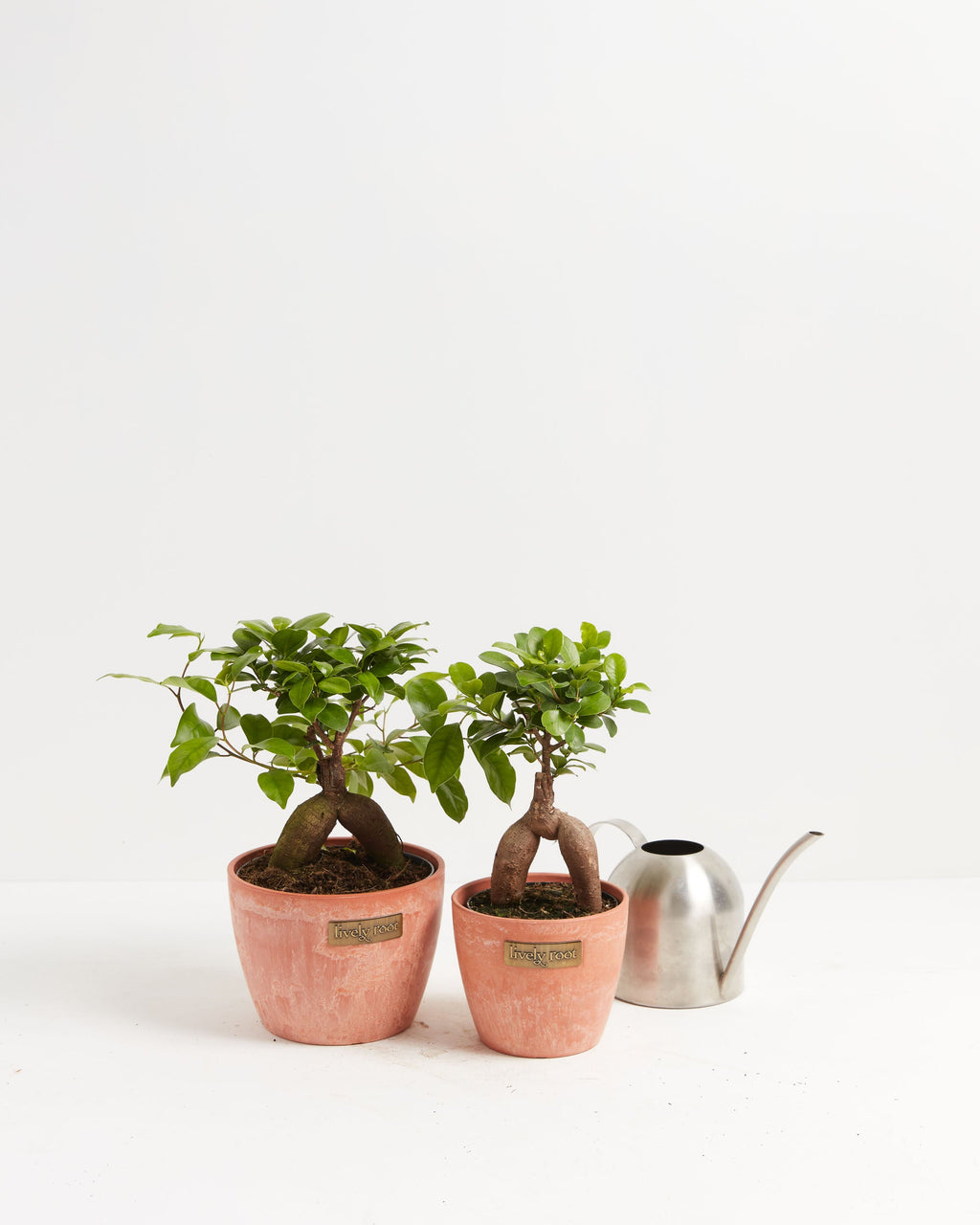 Ficus Ginseng