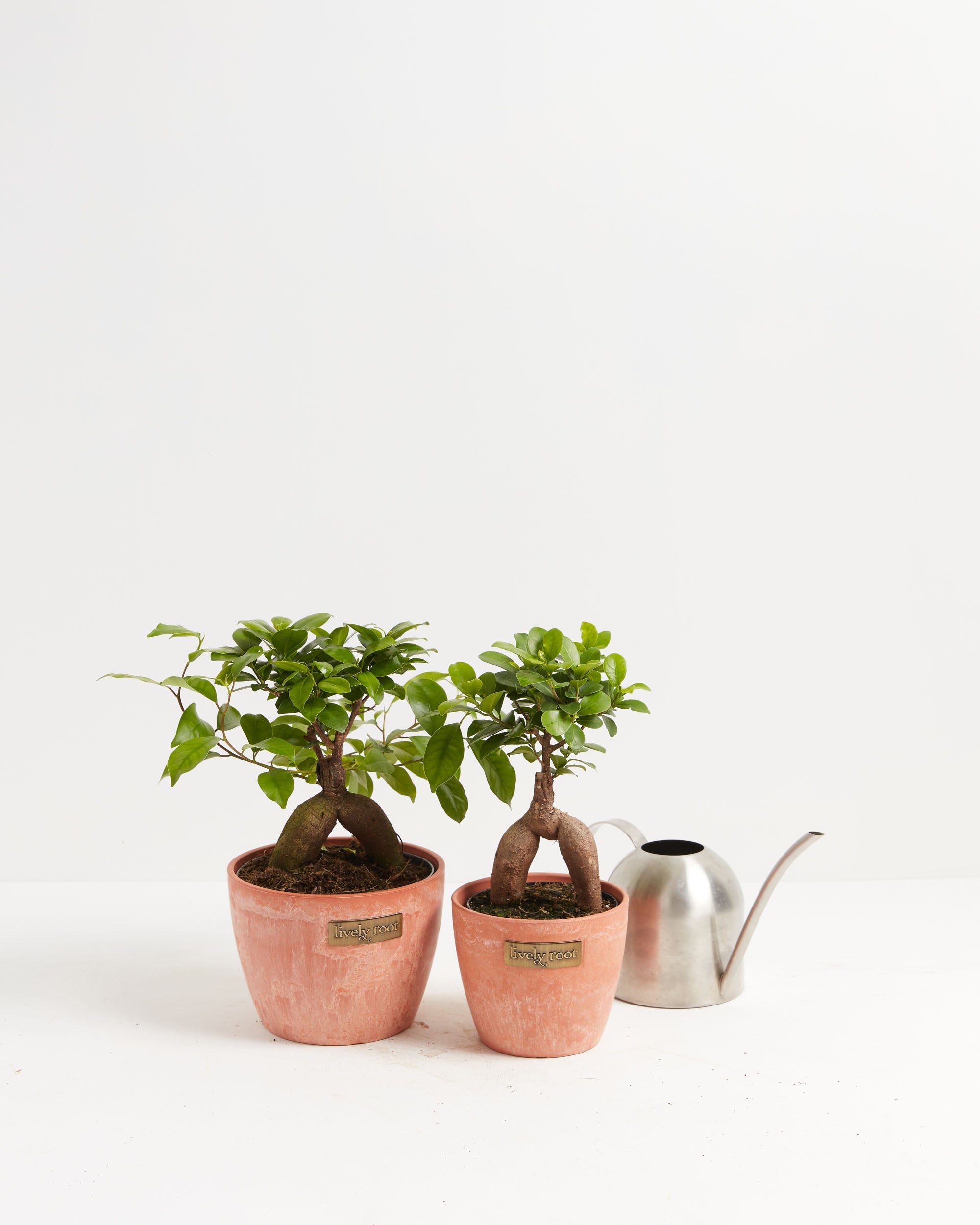 Ficus Ginseng