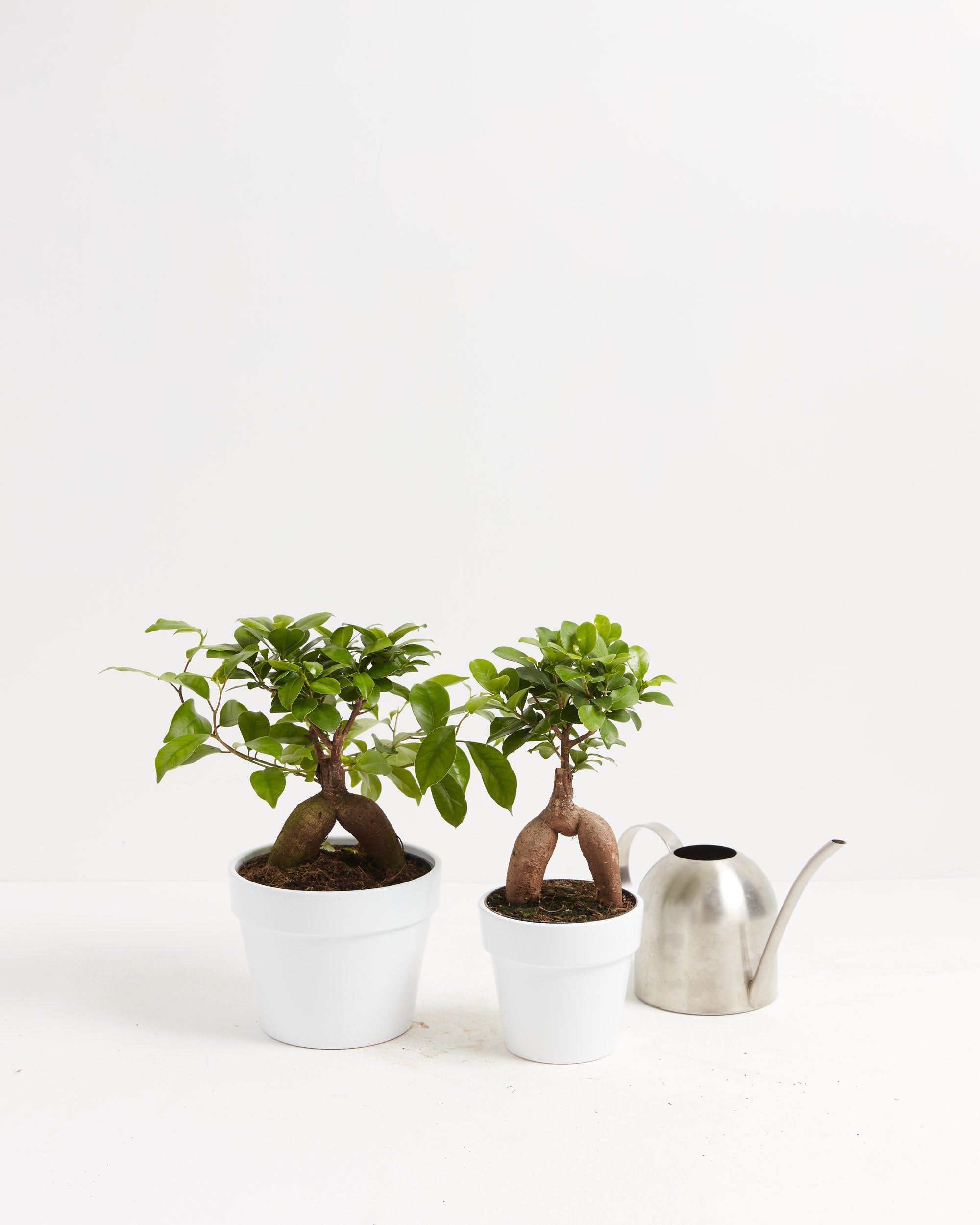 Ficus Ginseng
