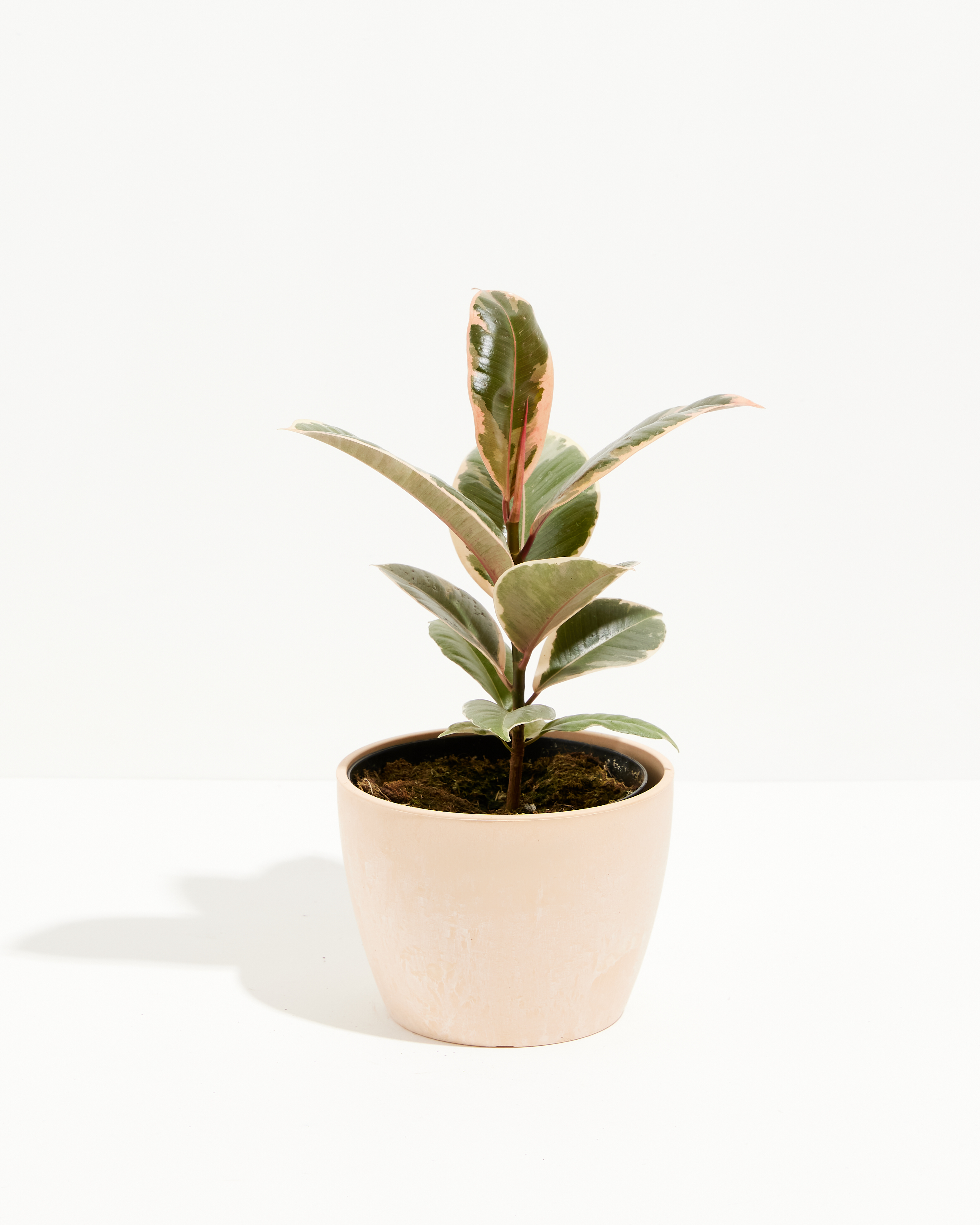 Ficus Tineke (elastica)