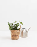 Heart Leaf Fern