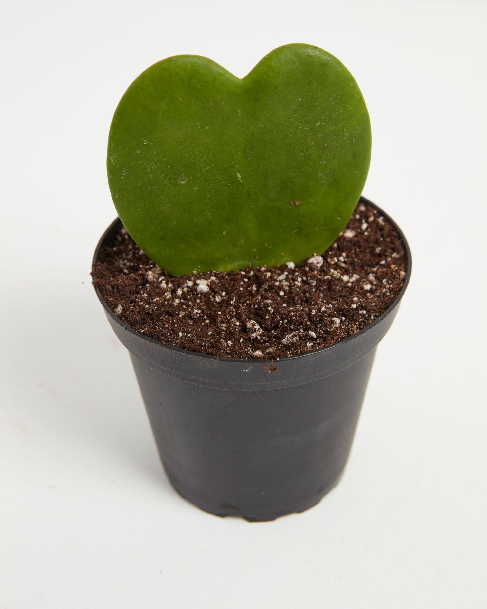 Hoya Heart Plant