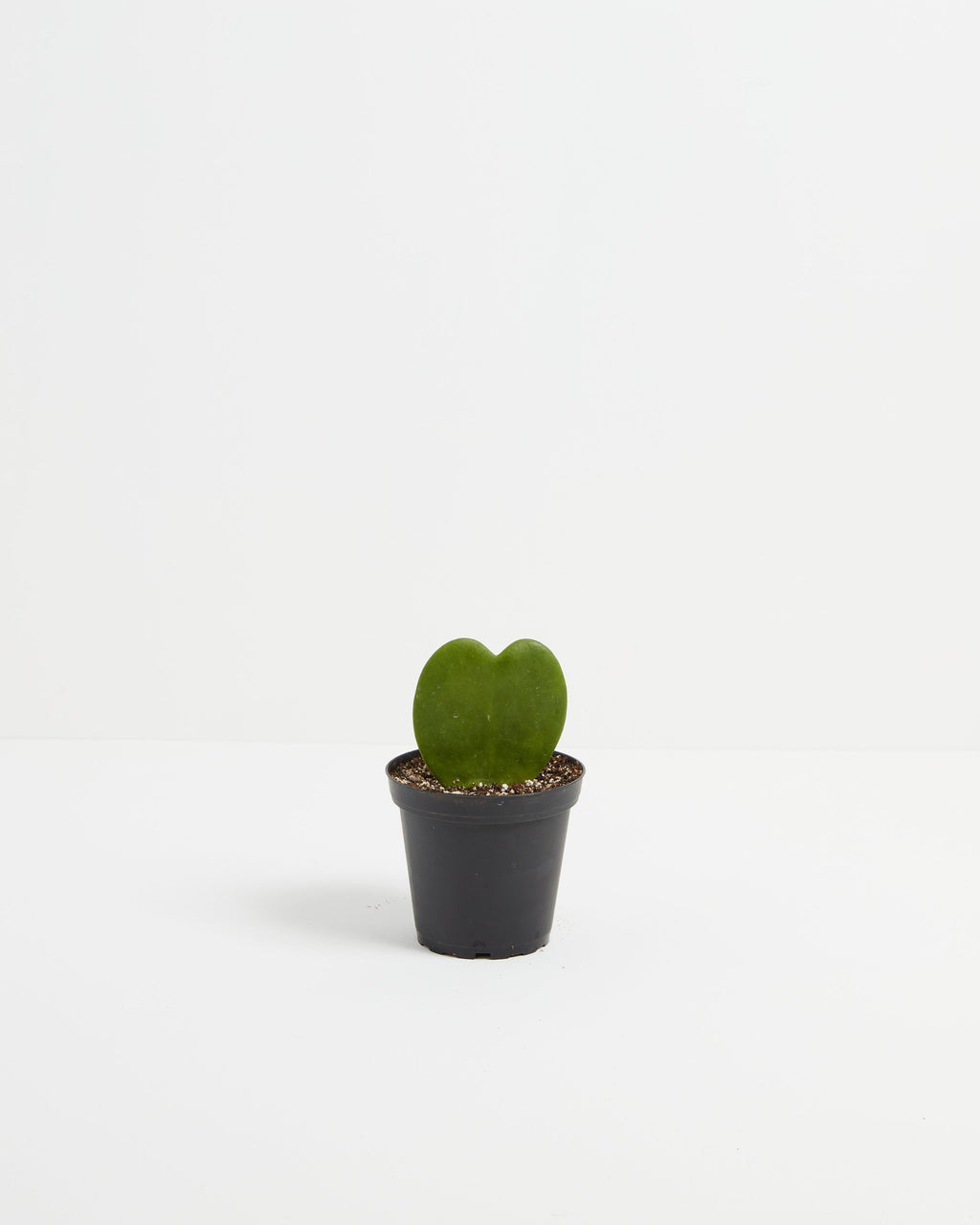 Hoya Heart Plant