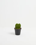 Hoya Heart Plant