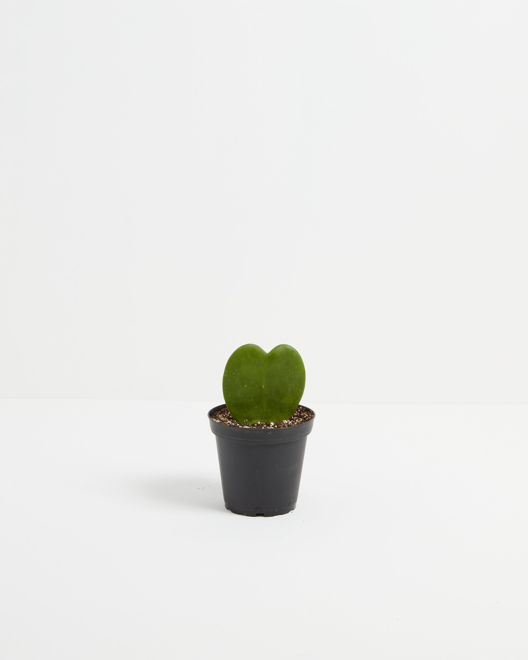 Hoya Heart Plant