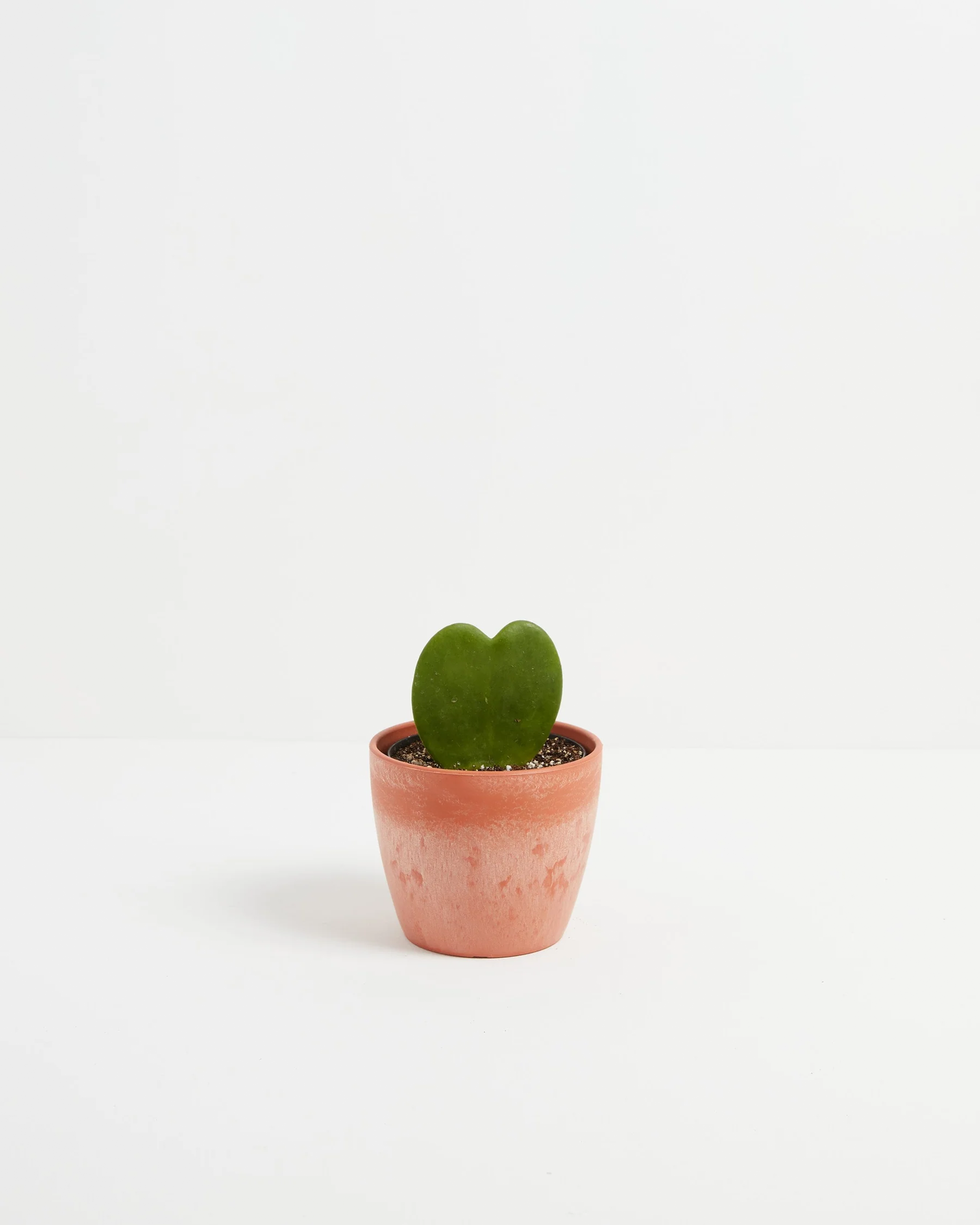 Hoya Heart Plant