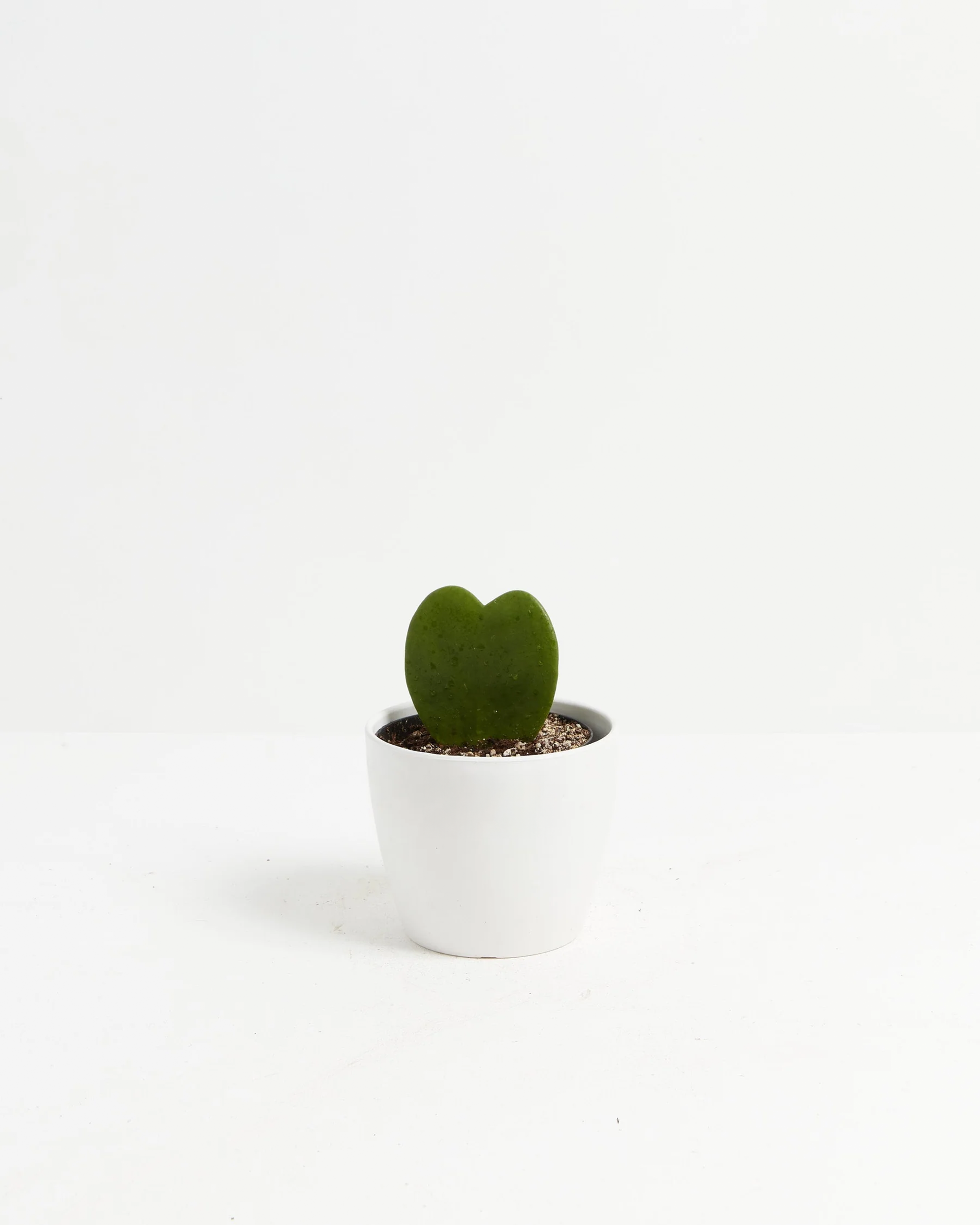 Hoya Heart Plant
