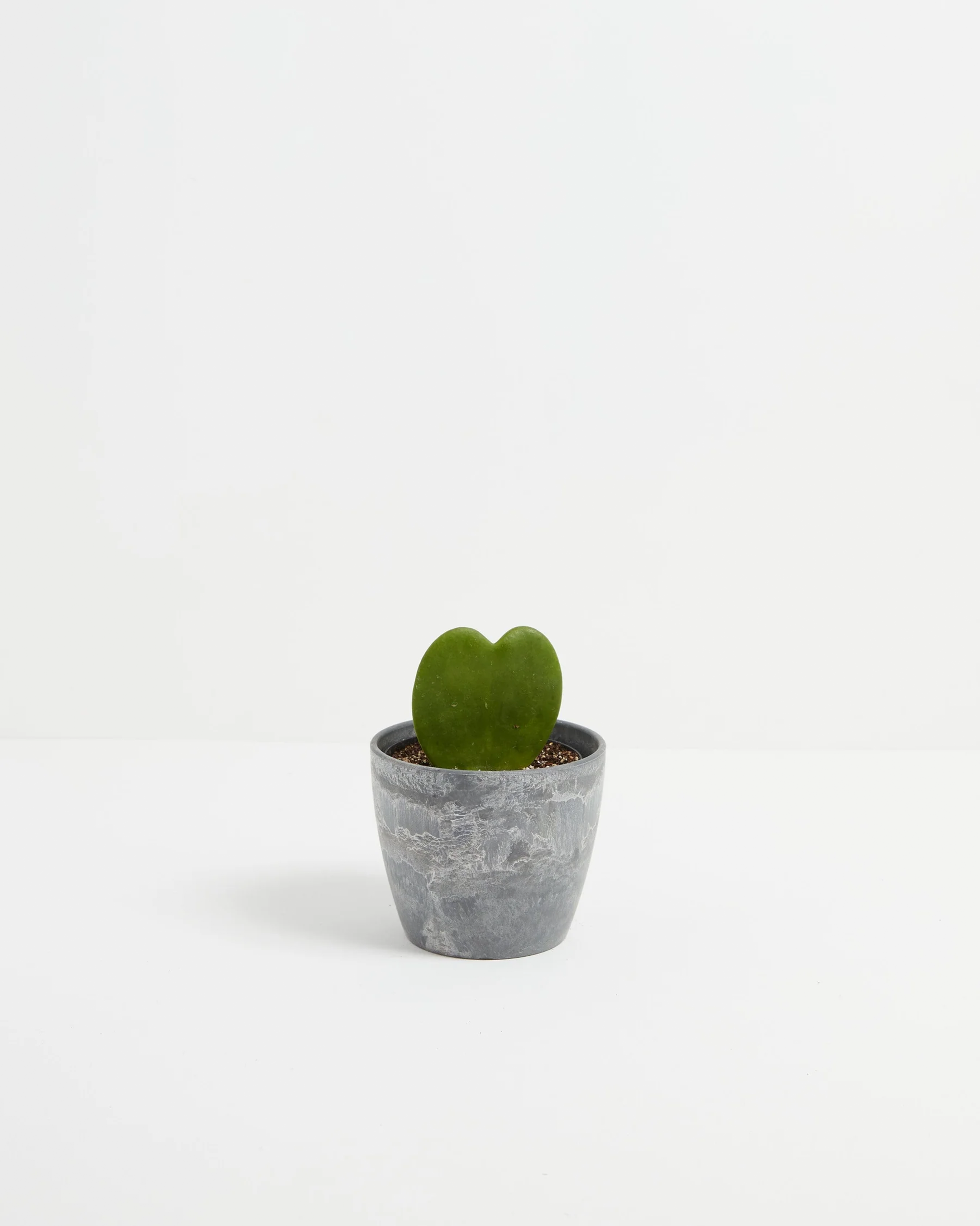 Hoya Heart Plant