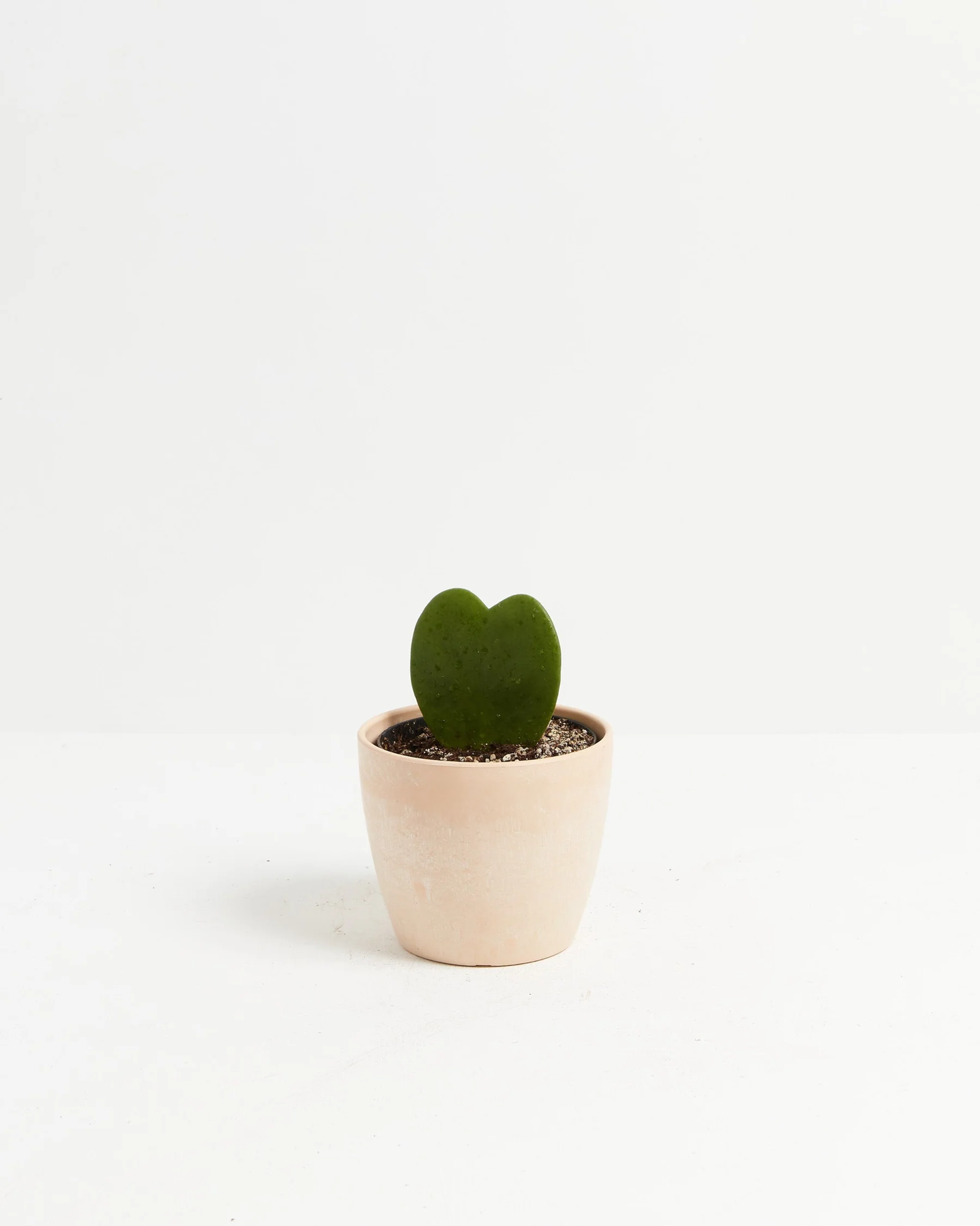 Hoya Heart Plant