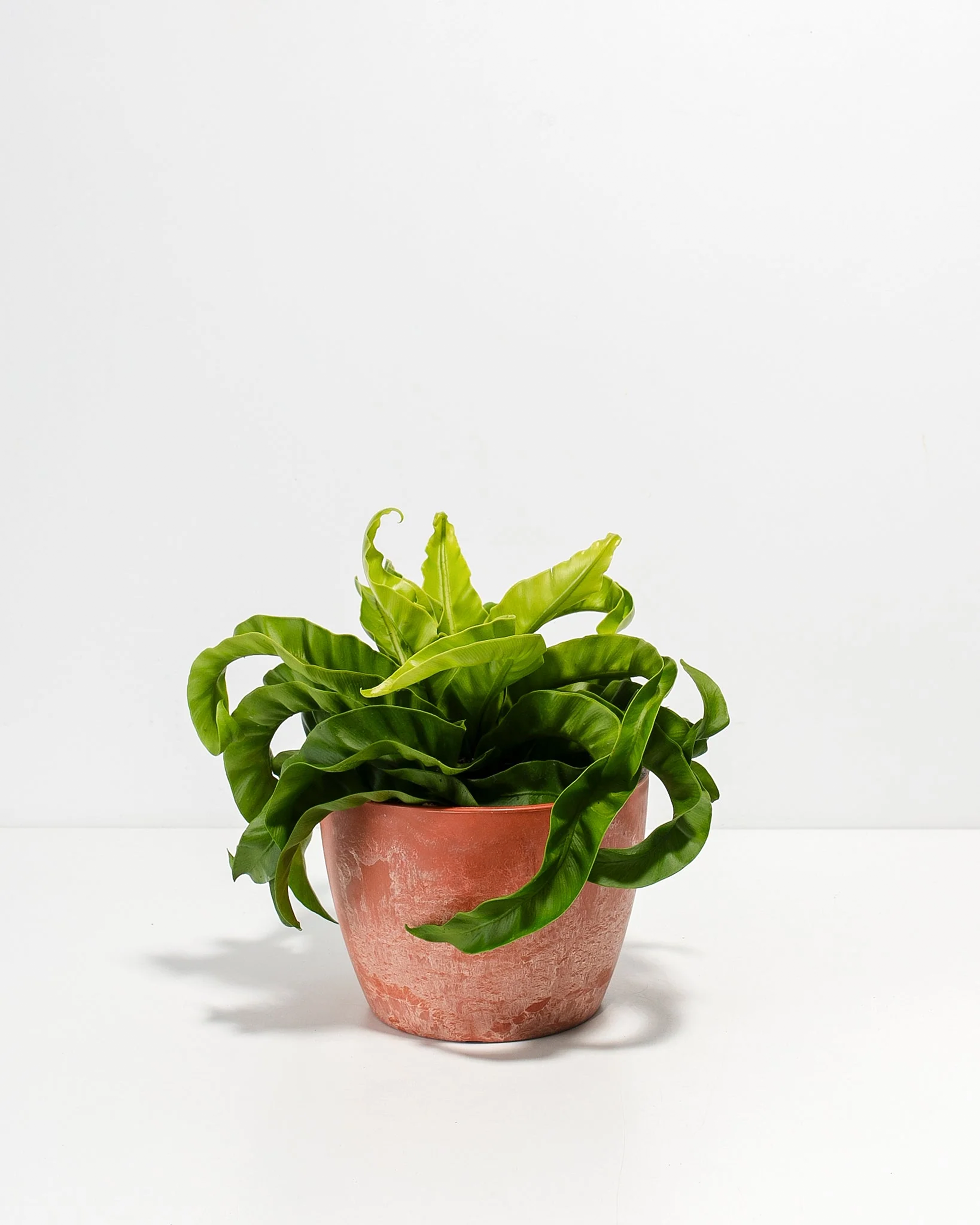 Hurricane Fern