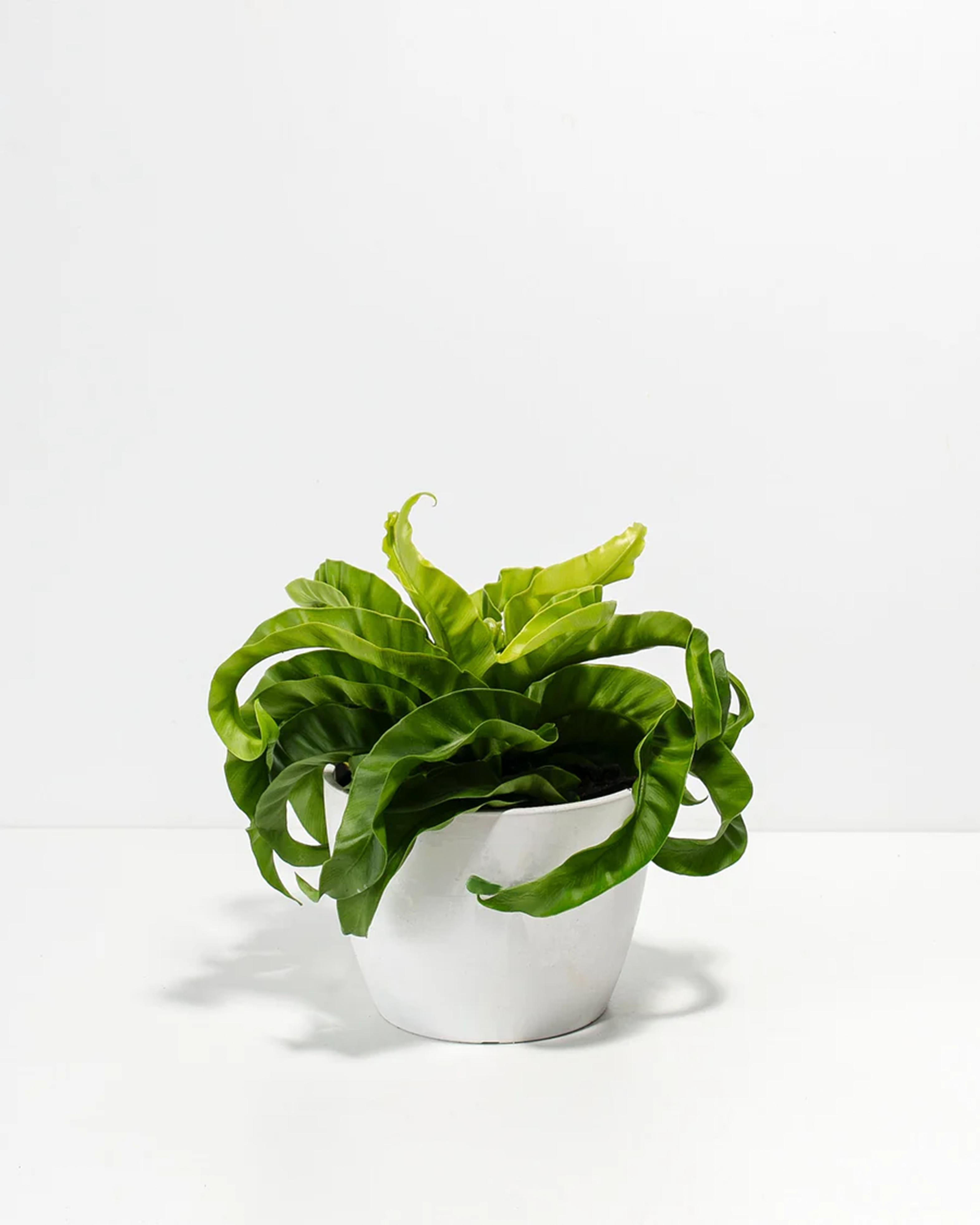 Hurricane Fern