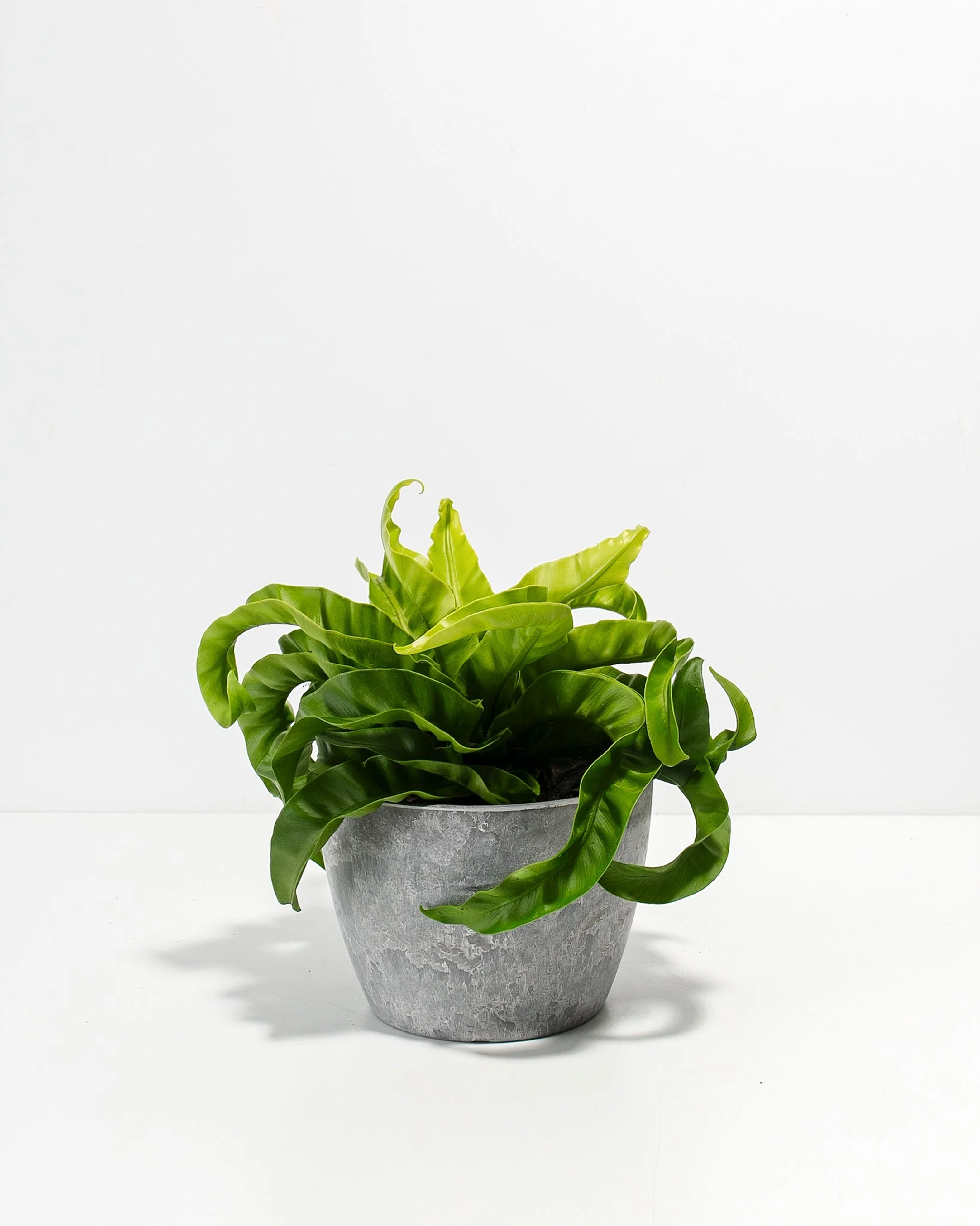 Hurricane Fern
