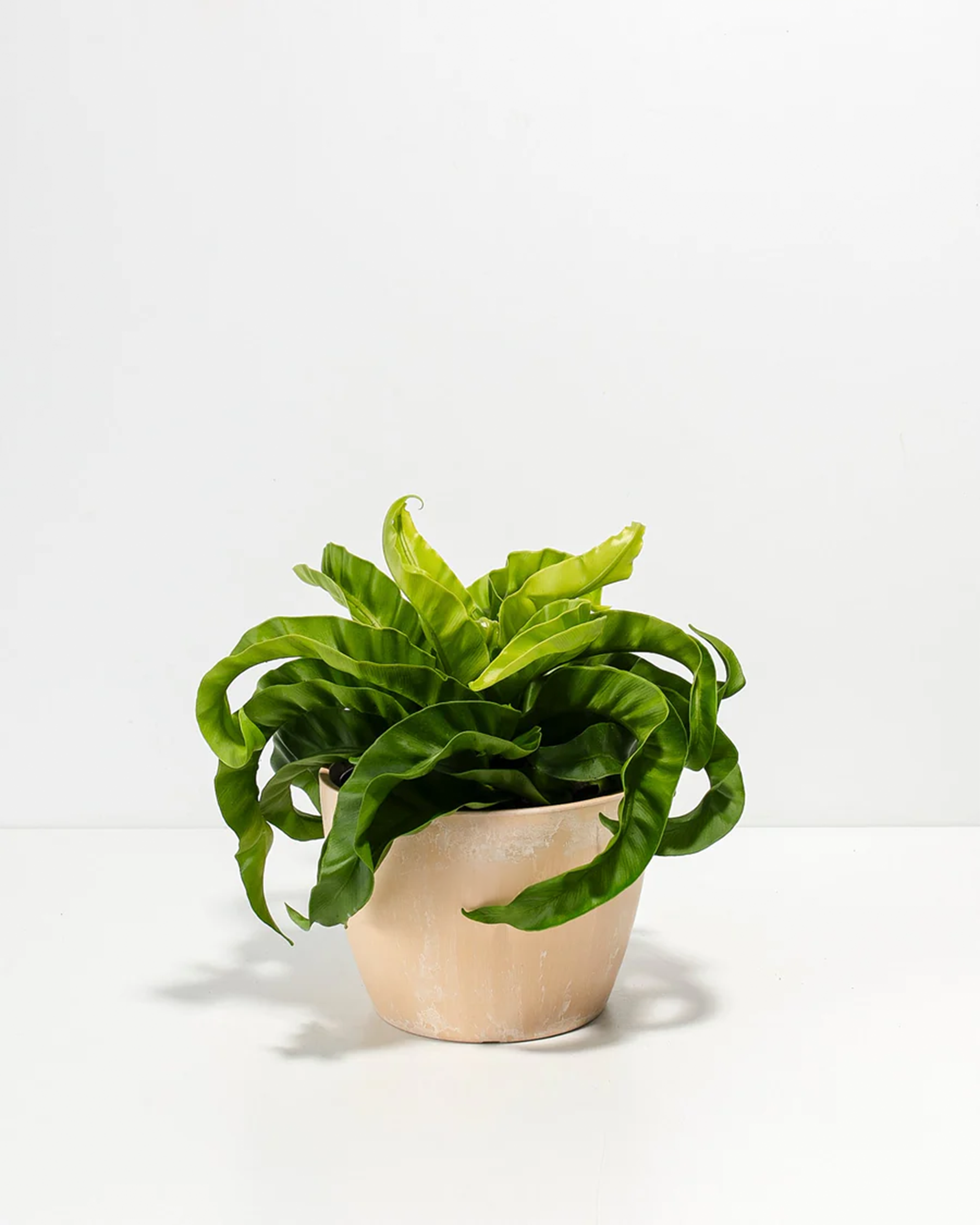 Hurricane Fern