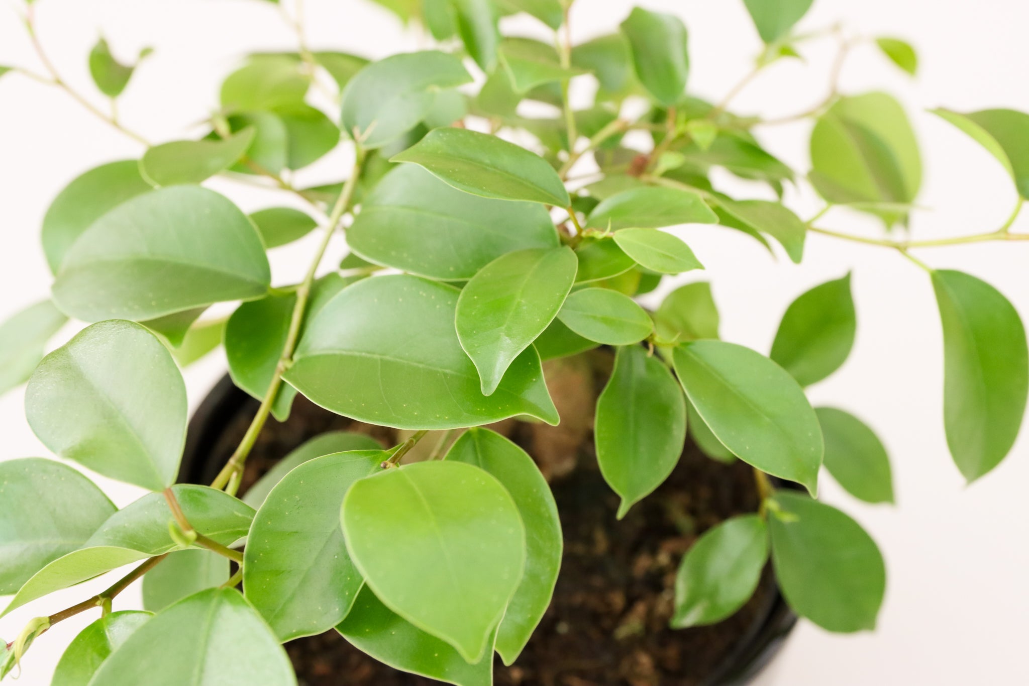 Ficus Ginseng