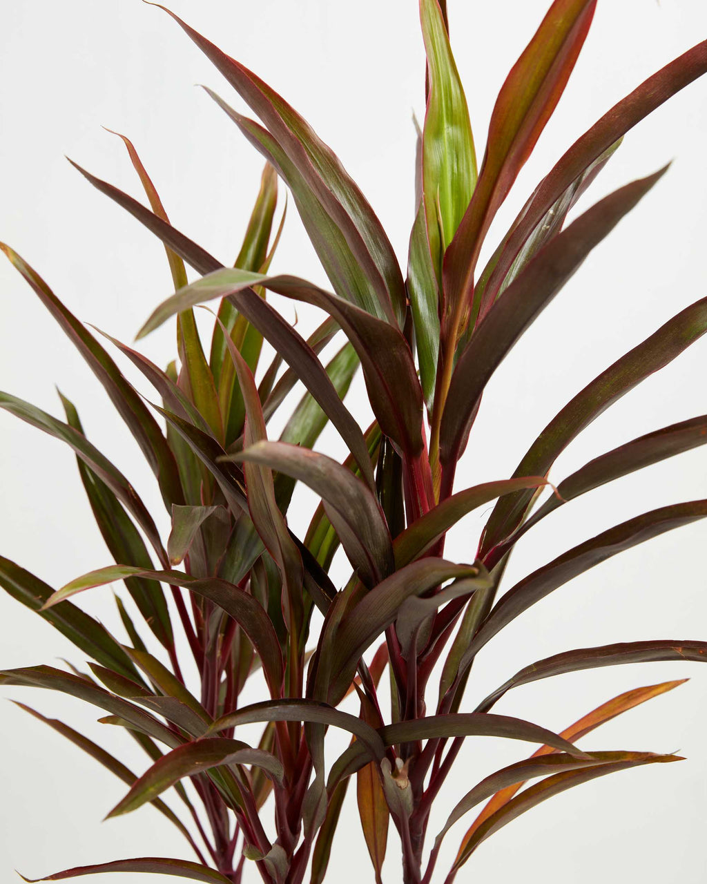 Hawaiian Ti Plant