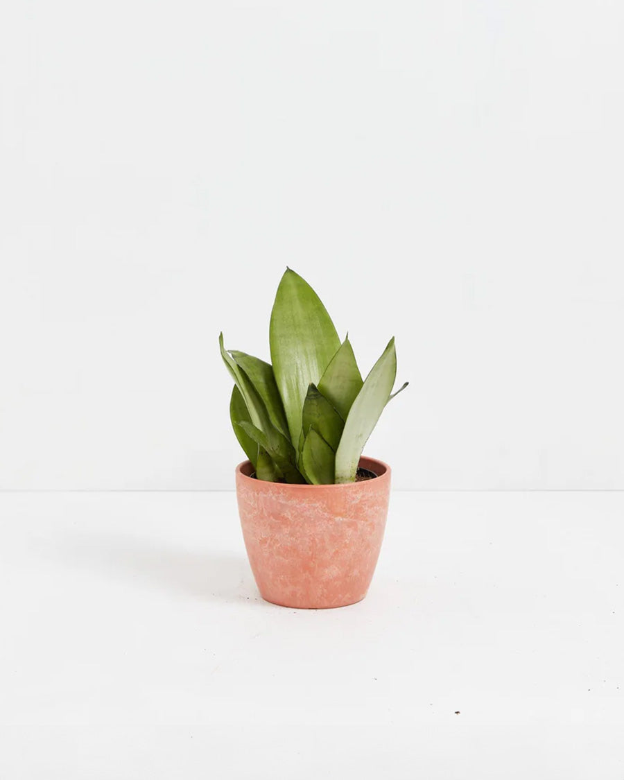 Sansevieria Moonshine
