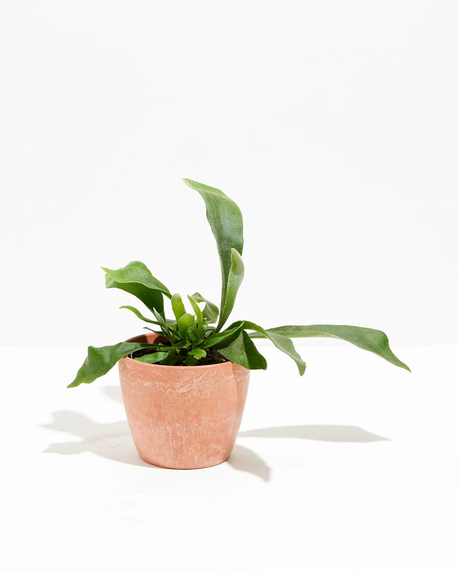 Staghorn Fern