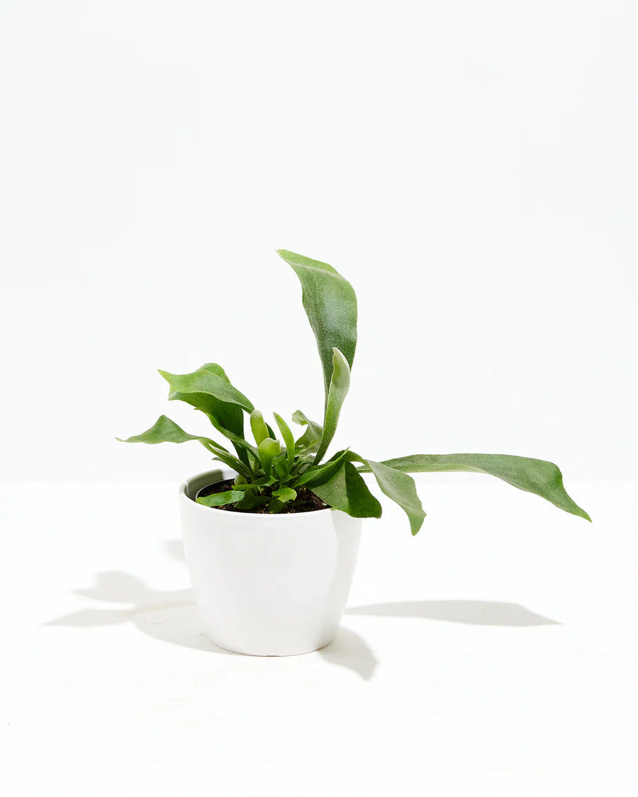 Staghorn Fern