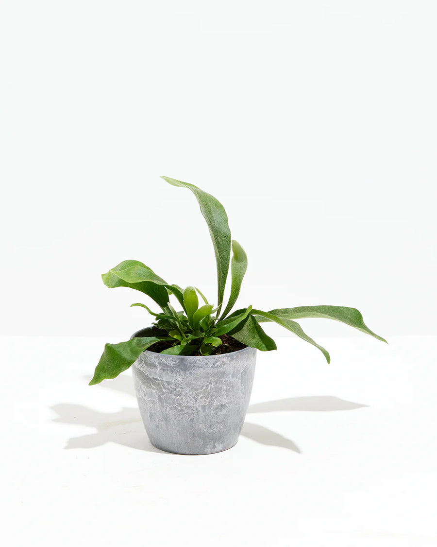 Staghorn Fern